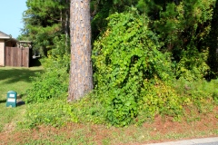 0020-Street-view-left